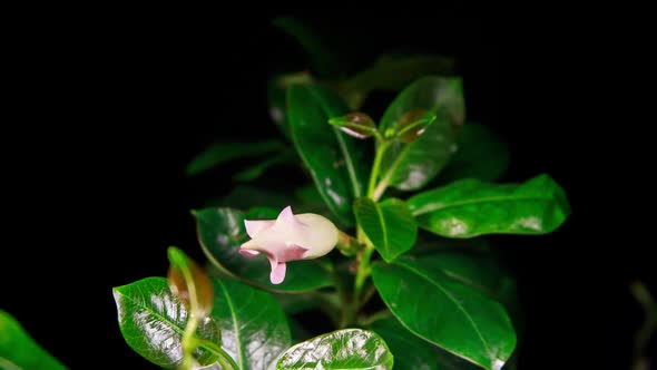 Pink Mandevilla Flower Open Blossom in Time Lapse on a Black Background