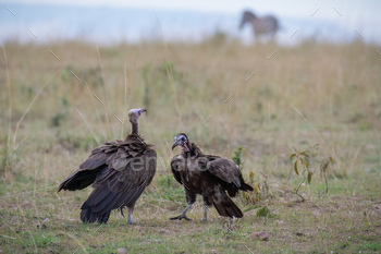 Closeup of vultures perched in a safari in Kenya