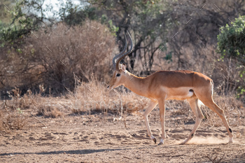 Antelope with majestic horns walking in a safari in Kenya