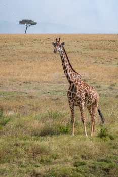 Scenic view of a giraffe in Kenya's safari