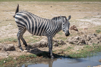 Zebra stands by a serene lake in a safari in Kenya