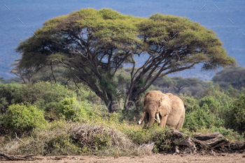 Elephant walking amidst a safari in Kenya