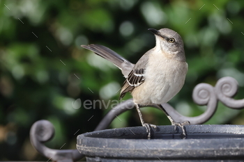 a bird sitting on the rim of a bird bather