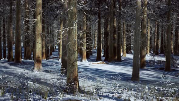 Snow Covered Conifer Forest at Sunny Day