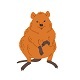 Quokka