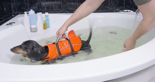 Veterinarian Holds and Move Back and Forth Dachshund Dog in Life Vest Swims in Bathtub with Water