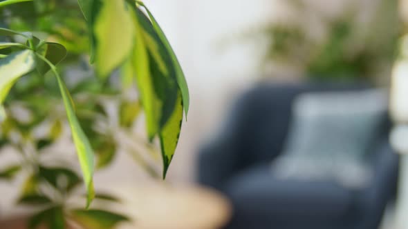 Flower and Chair with Cushion at Cozy Home