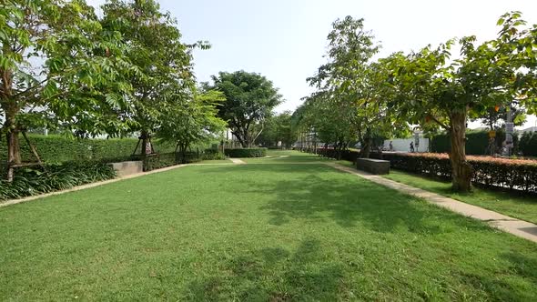 Peaceful and Beautiful Green Grass Jogging Park With Big Trees On Sunny Day