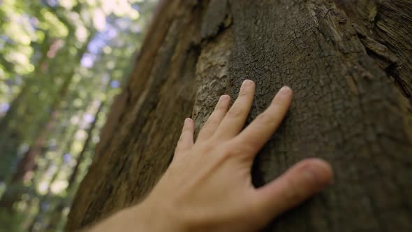 Hand On Tree