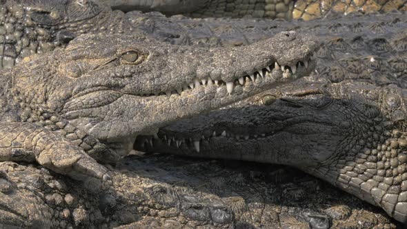  - Group of Crocodiles