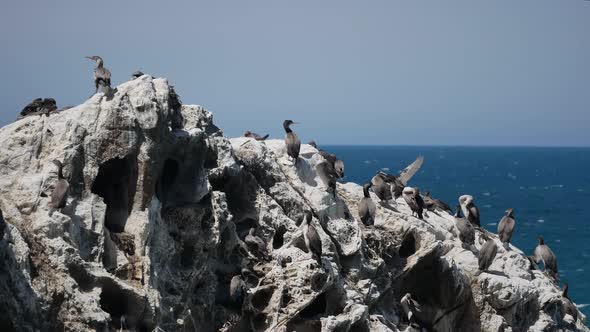 Colony of pied shag on rock at Kaikoura, South Island, New Zealand