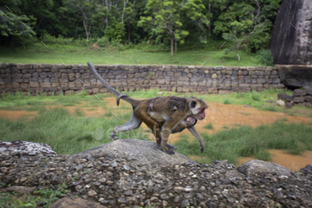Energetic adult baboon sprinting in front of a sturdy stone wall