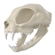 Cat Skull - 3DOcean Item for Sale