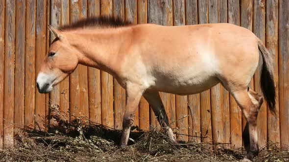 Przewalski's horse. Farm background. Livestock raising.