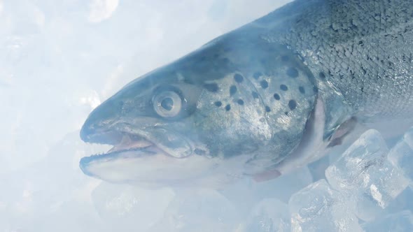 Trout Fish In Cold Vapor Closeup