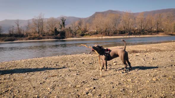 Cute brown dog playing with branch of tree along riverbank. Puppy enjoying a day out hiking plays wi