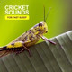 Crickets 3