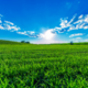 Field Ambience 3