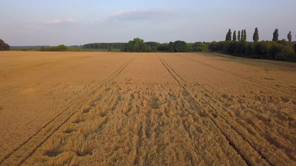 Flight Over Trampled Wheat Field