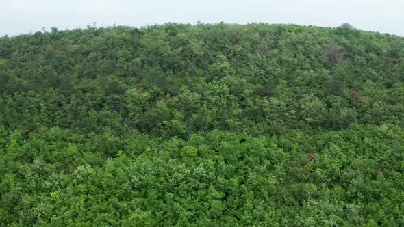 Aerial Shot of a Beautiful Dense Mixed Tree Forest