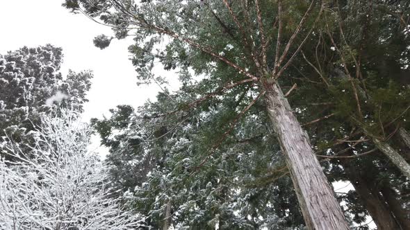 Snow Falling In Forest