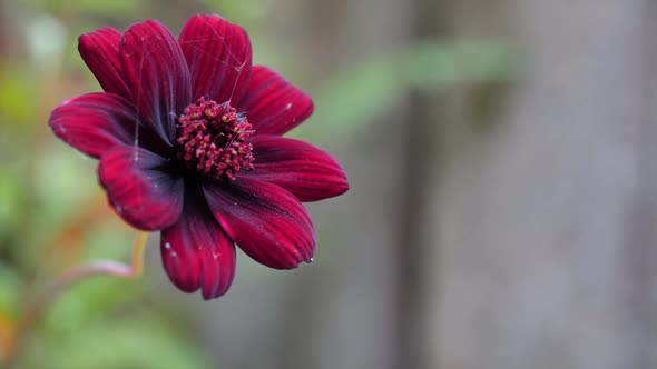 Purple Gerbera On A Blurry Gray Background 