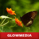 Butterfly - VideoHive Item for Sale