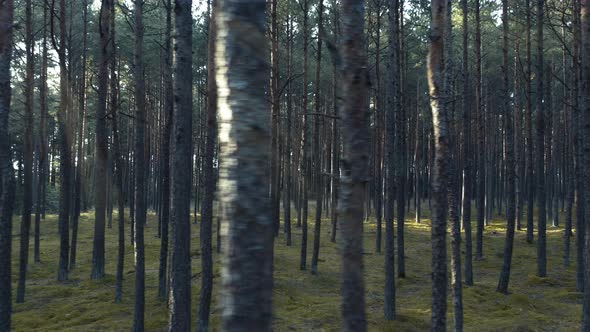 Pine trees move by loop