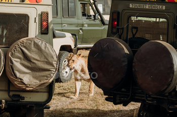 Stressed lion surrounded by tourist jeep safari cars.