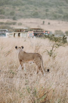 Concerned lion looking at safari jeeps in Masai Mara