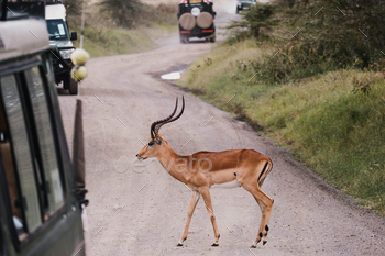 Wildlife encounter: antelope on the road and a safari jeep Touristic safari tour encounter antelope