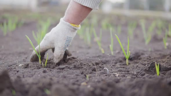 Closeup View of a Hand in Glove Cleaning Soil Around the Plants