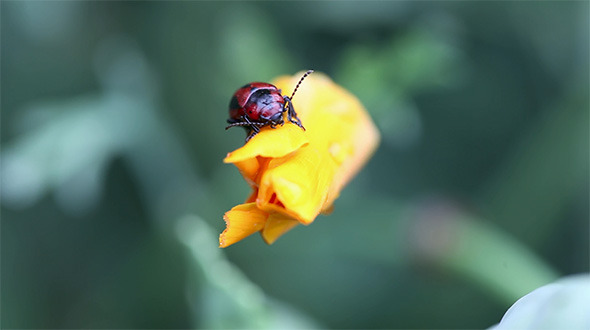 Black And Red Beetle