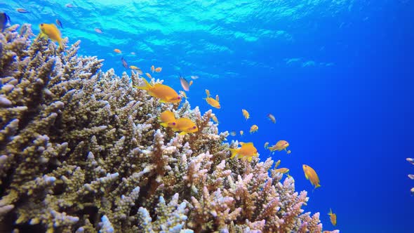 Blue Water Coral Reef