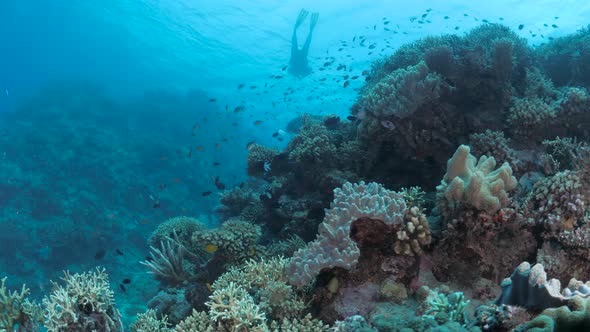 A silhouette  of a scuba diver swims effortlessly above a coral reef full of colourful soft sponges