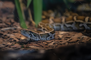 Burmese Python snake (Python bivittatus)