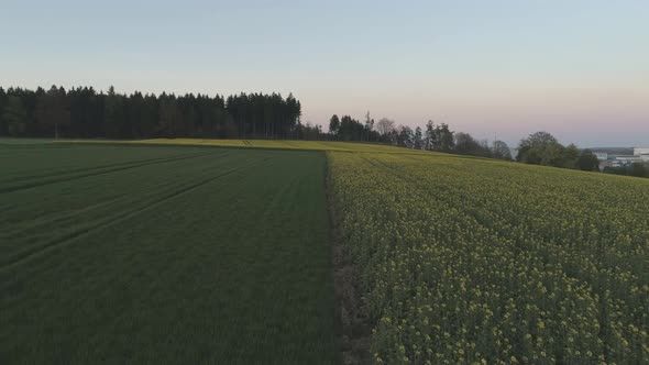 Yellow Flowers On A Field With Drone At Sunset