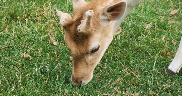 Footage Deer Eating Grass Closeup