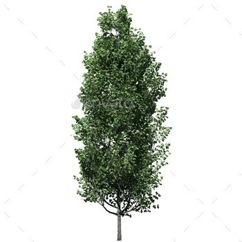 Cypress Oak Tree front view isolated on white background