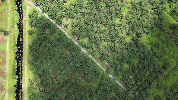 Aerial View of The Palm Oil Estates