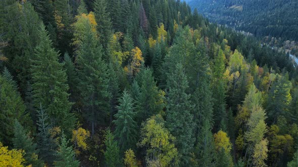 Aerial 4k footage of thick and vast boreal forest in British Columbia during fall. Steep slopes cove