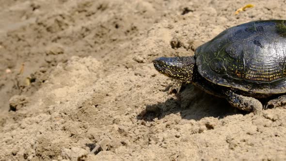 Turtle Crawls on the Sand to the Water in Summer Slow Motion