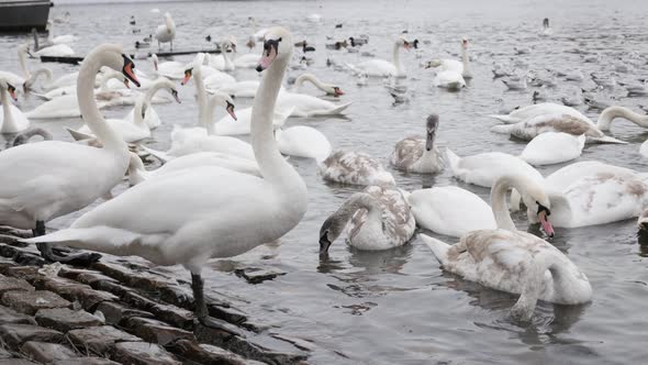 Swans and other birds Vltava river in  capital of Czechia 3840X2160 UHD footage - Cygnus on water in