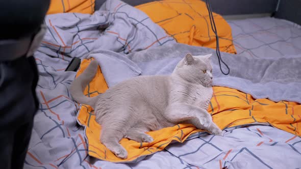 Gray British Domestic Cat Playing with a Rope on the Bed