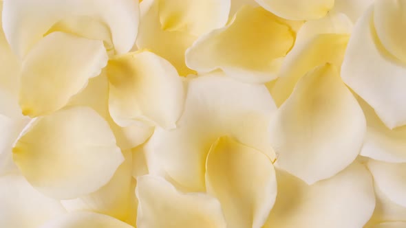 Yellow Rose Petals Rotating