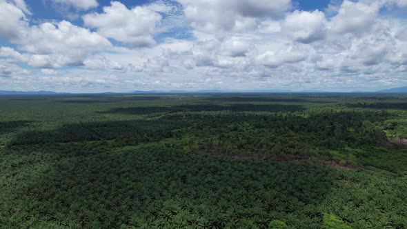 Aerial View of The Palm Oil Estates