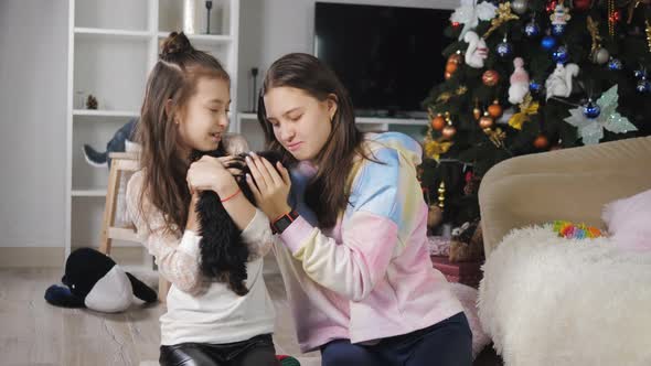 Two teenage girls in a room with a Christmas tree hug and caress a cute little Yorkshire terrier