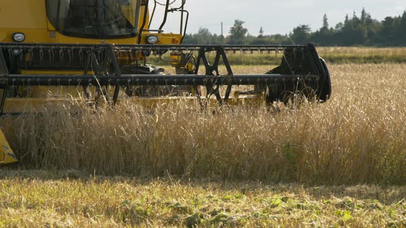 Combine Harvester Working on Organic Rye Field at Golden Hour