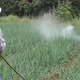 farmer spraying pesticide at onion field in thailand - VideoHive Item for Sale