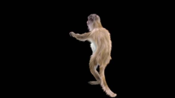 Monkey Dance HD alt